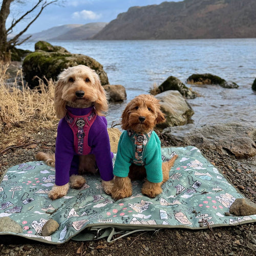 The ulti-mutt dog walking essentials