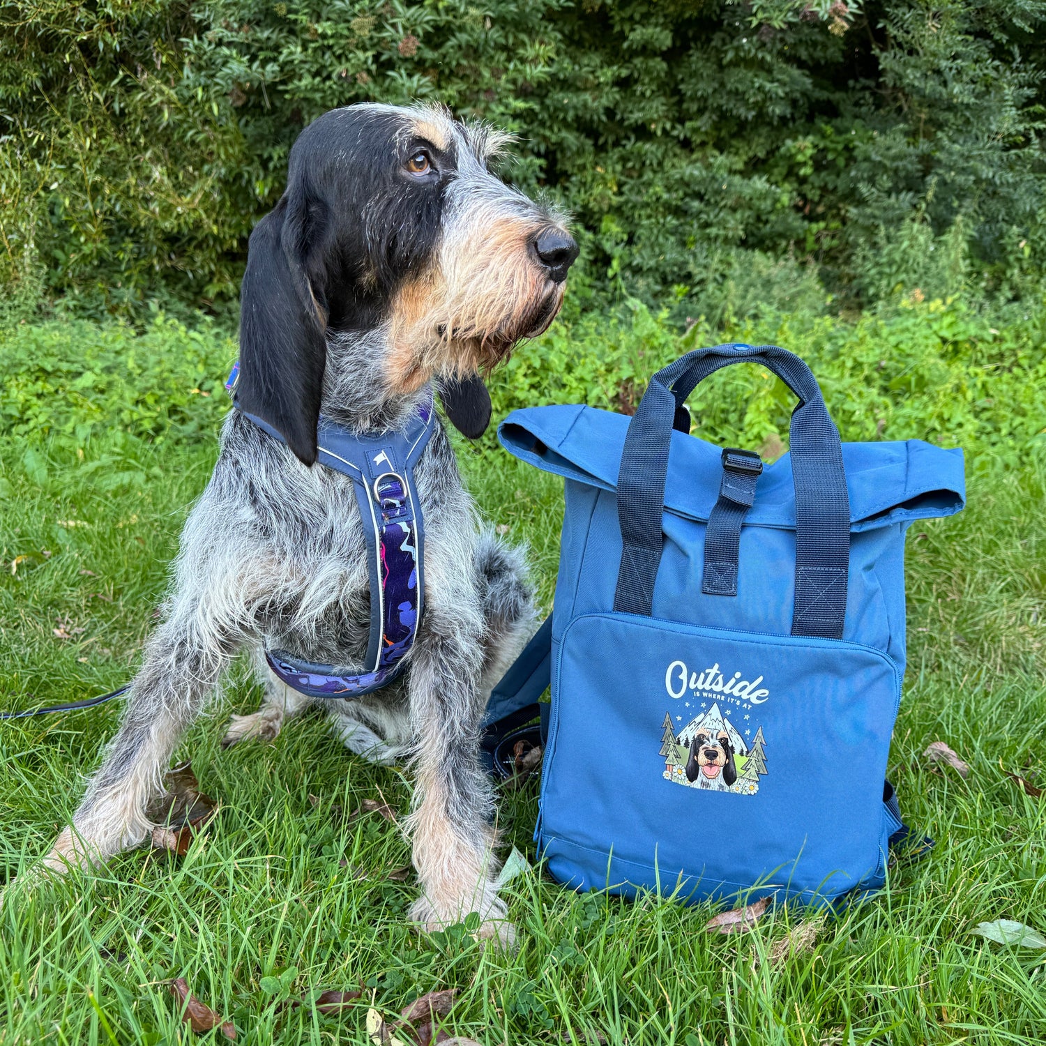 Dog standing on grass next to a blue bag with a visible brand logo.