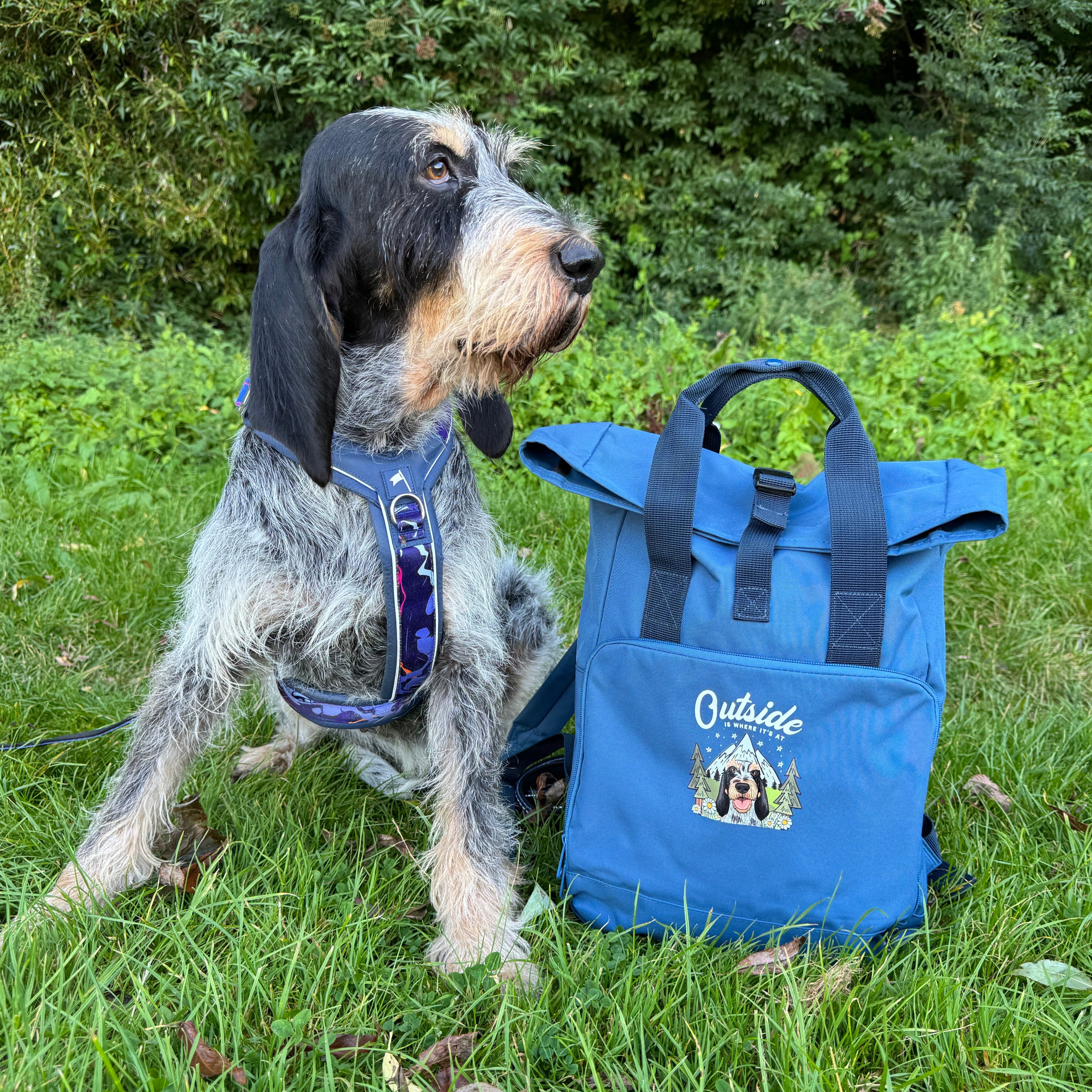 Dog standing on grass next to a blue bag with a visible brand logo.