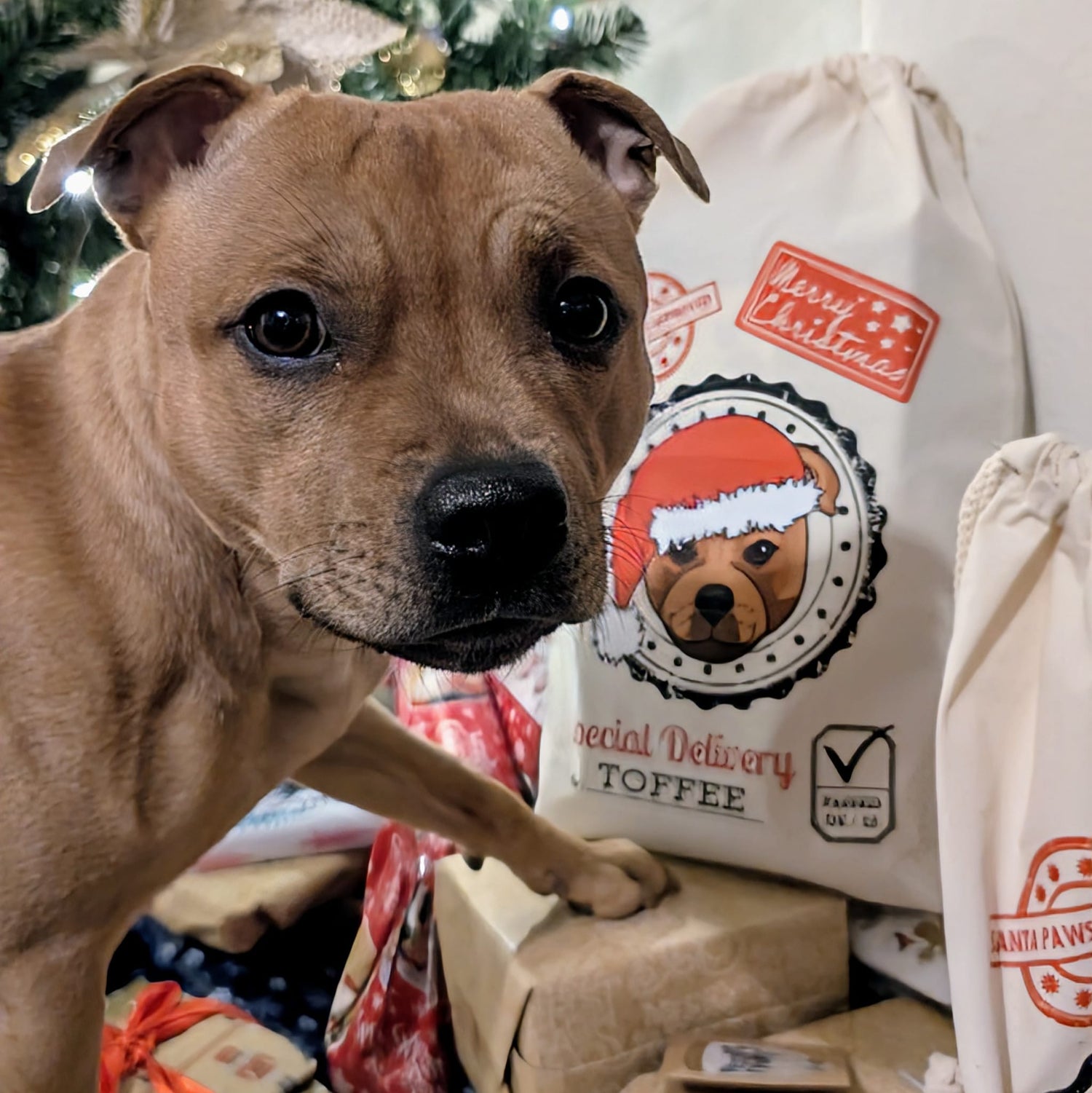 Personalised Santa Paws Santa Sack