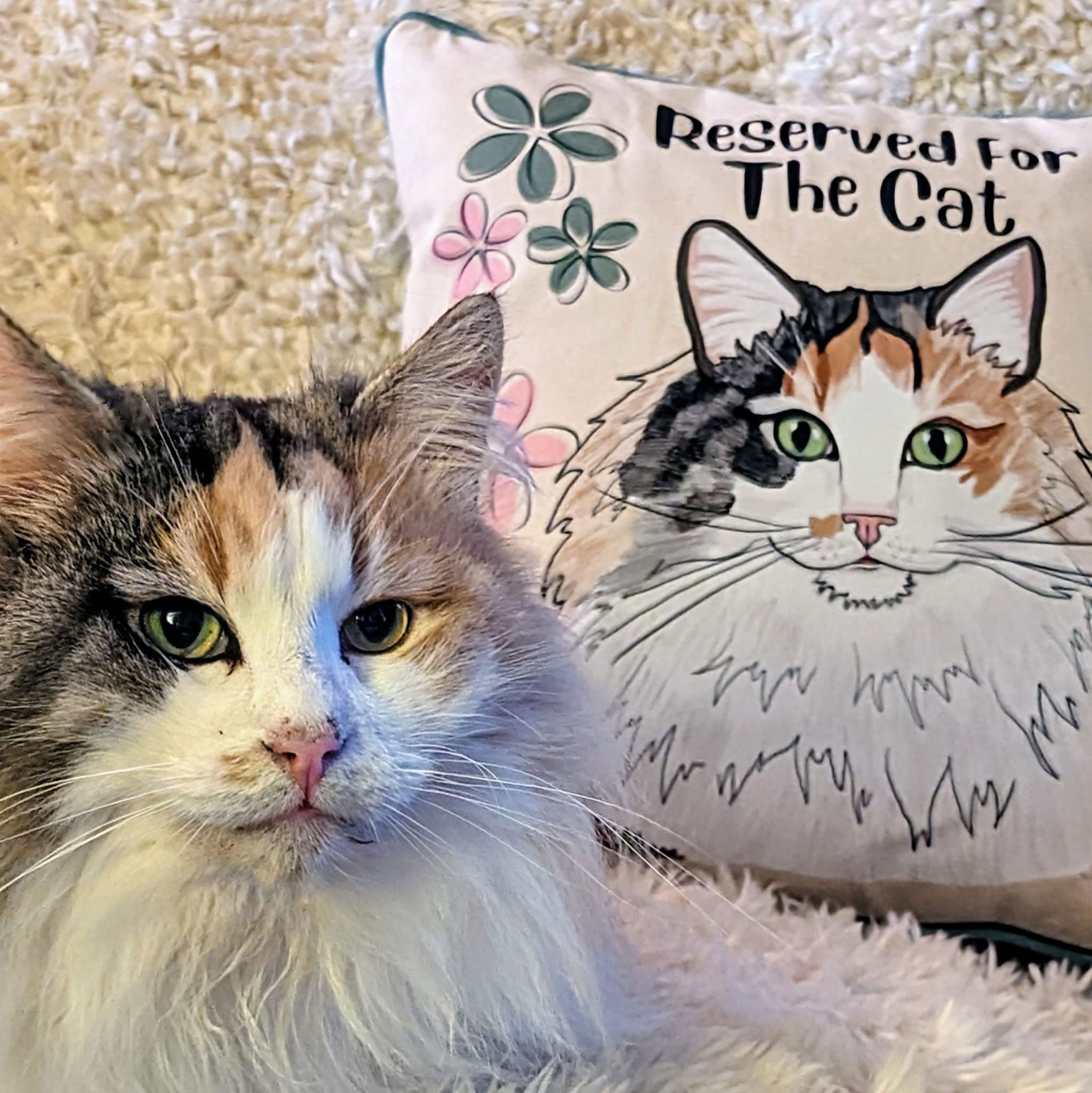 Oopsie Daisy Personalised Cat Cushion